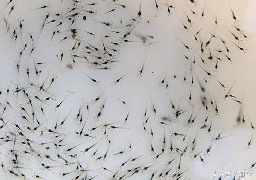 全国各地南美白对虾养殖状况,南美白对虾养殖哪种模式风险小