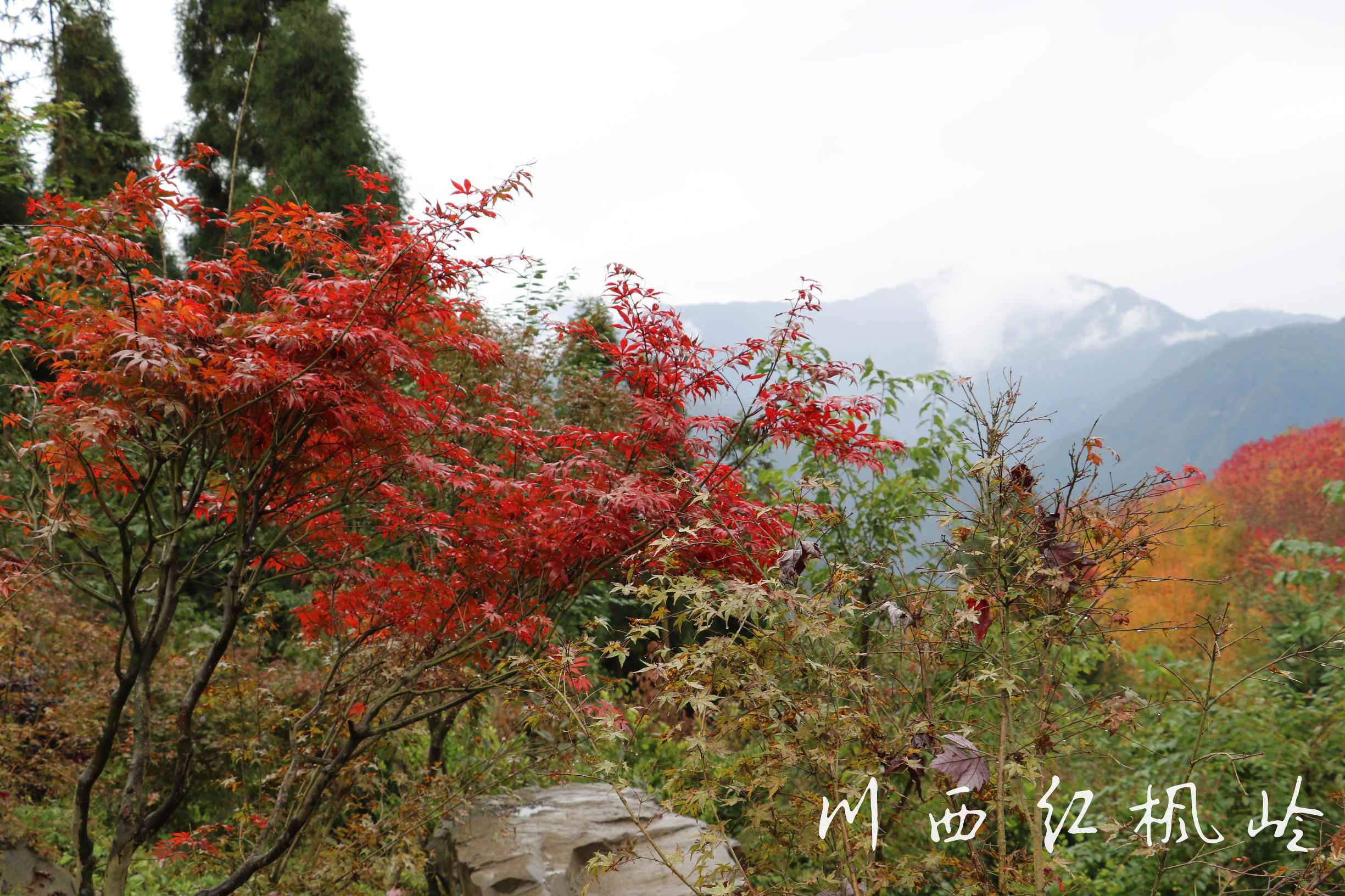 德阳红枫岭旅游,德阳市什邡市红枫岭景区