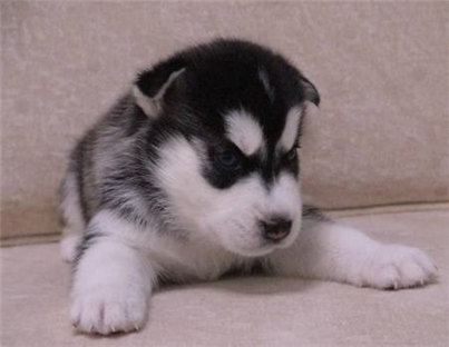 哈士奇幼犬应该怎么养,哈士奇幼犬怎么喂养吃多少