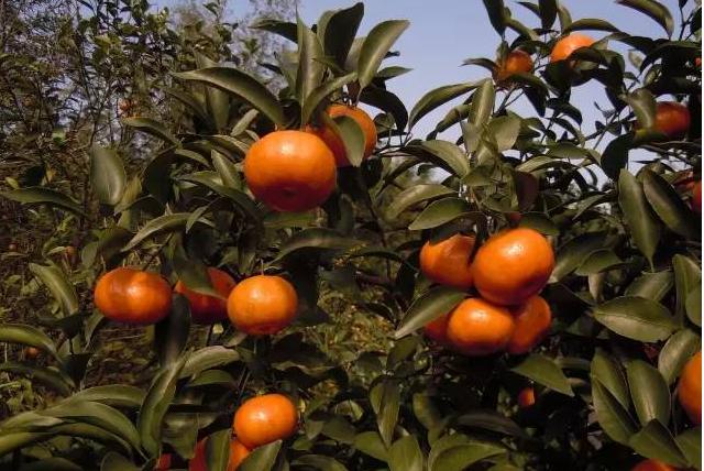 柑橘根腐病线虫病怎样治,沙糖桔根腐病防治的最佳方法