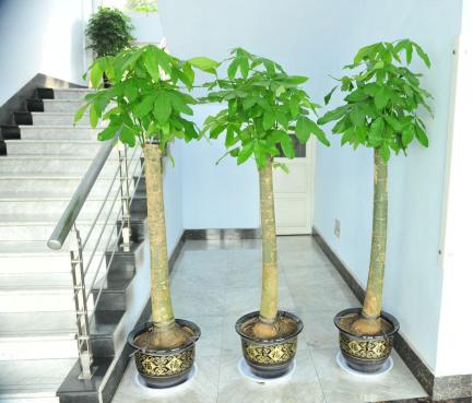 复式进门正对楼梯化解图,复式楼大门对楼梯怎么化解