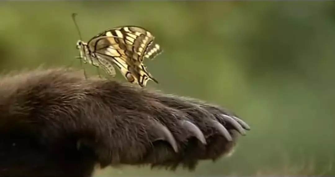 印象电影电视剧,印象影视最新电视剧