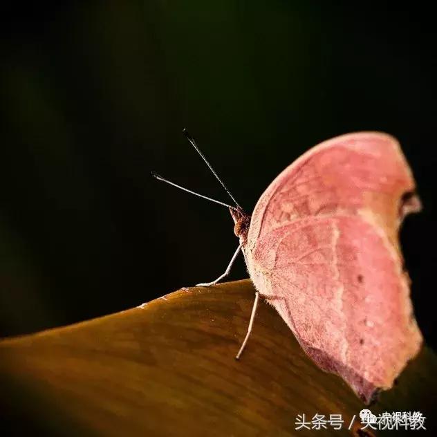 中国青少年科学总动员探秘宇宙,中国青少年总动员第十一场科学秀