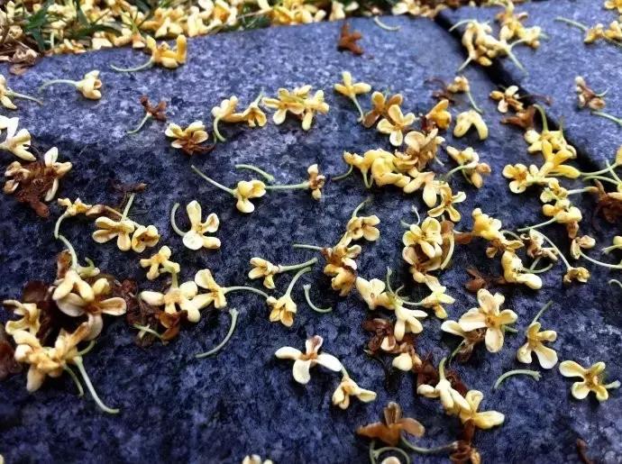 桂子飘零，天凉好个秋