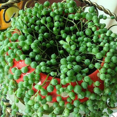 经过一个夏天活下来的多肉,一年四季都出状态的多肉