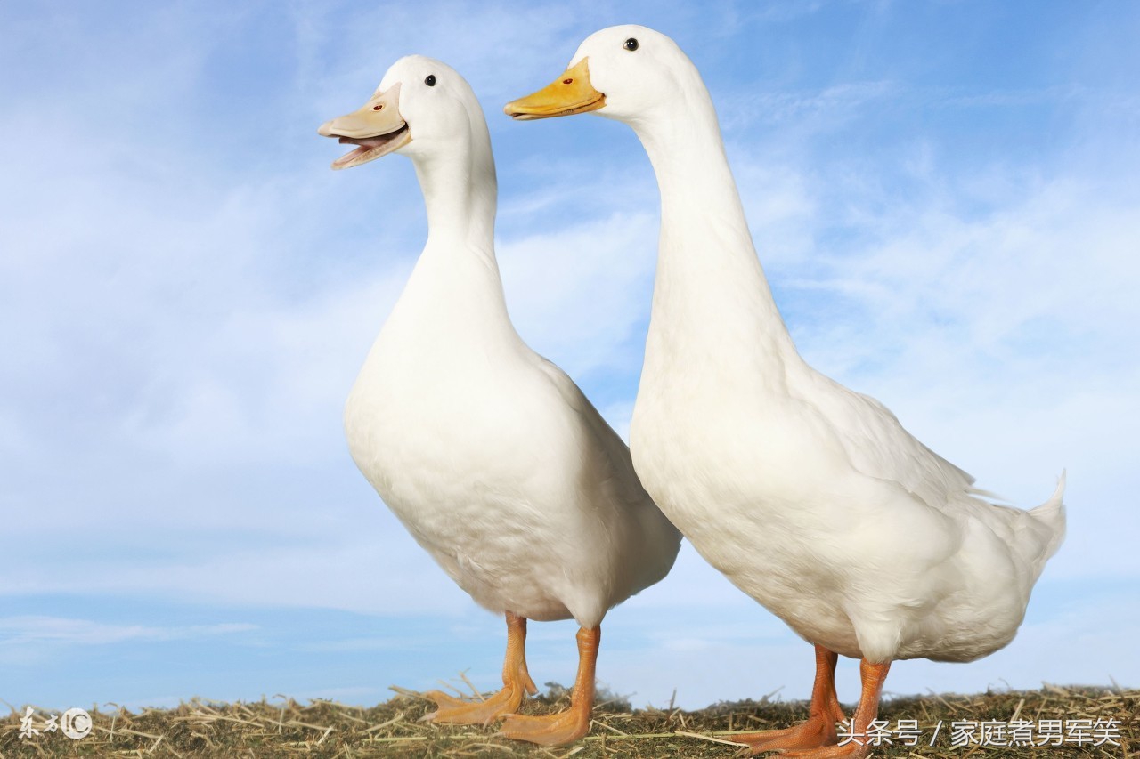 棉花被蚕丝被羊毛被羽绒被哪个好,羊毛被棉花被和蚕丝被哪个好