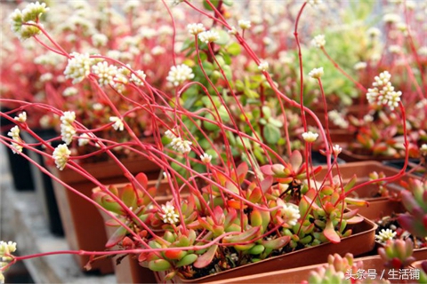 景天科1000种多肉植物图鉴,常见的景天科多肉植物的名称