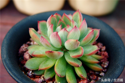 景天科1000种多肉植物图鉴,常见的景天科多肉植物的名称