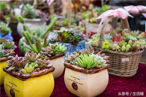 景天科1000种多肉植物图鉴,常见的景天科多肉植物的名称