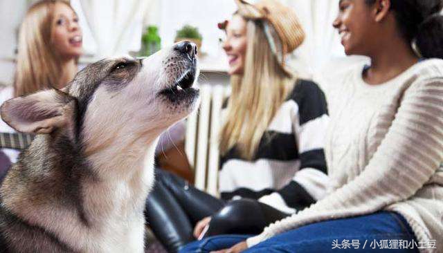 训练狗狗笼内乱叫,狗狗爱叫扰民怎么办