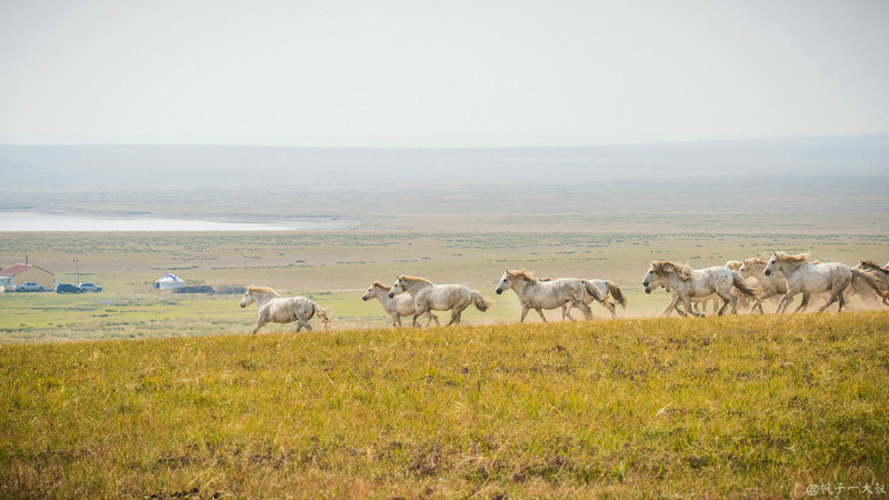 草原金秋美景图片,蓝天白云大草原的美图