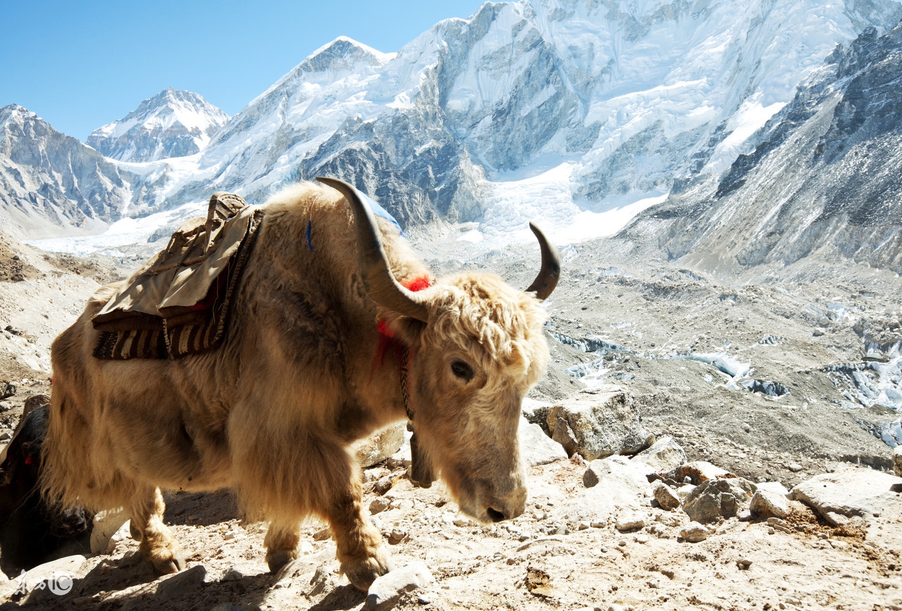 驴妈妈创始人洪清华宿松哪里人,驴妈妈洪清华完整版