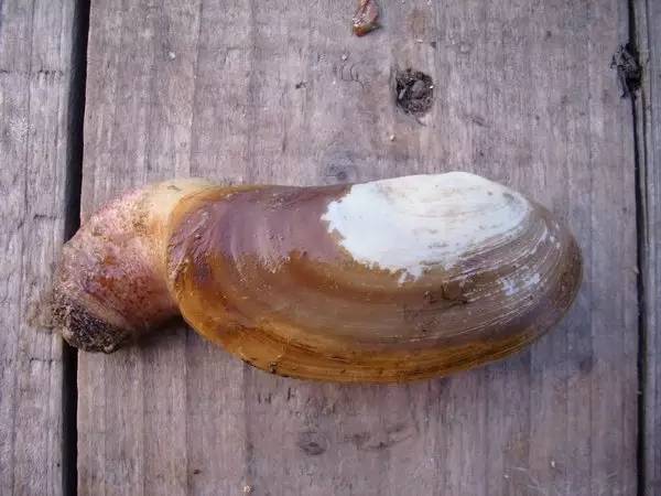 市场海鲜怎么买,挑选新鲜海鲜的正确方法