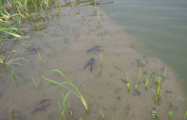 龙虾蜕壳需要什么环境,龙虾蜕壳要注意哪些