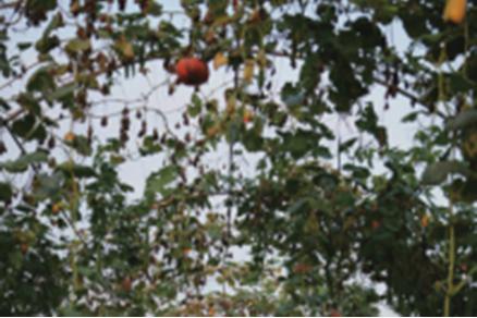 北果园大枣采摘,怀柔大枣采摘攻略