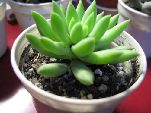 经过一个夏天活下来的多肉,一年四季都出状态的多肉