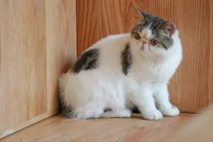 佳能高颜值轻巧相机便宜,入门便携相机佳能m200