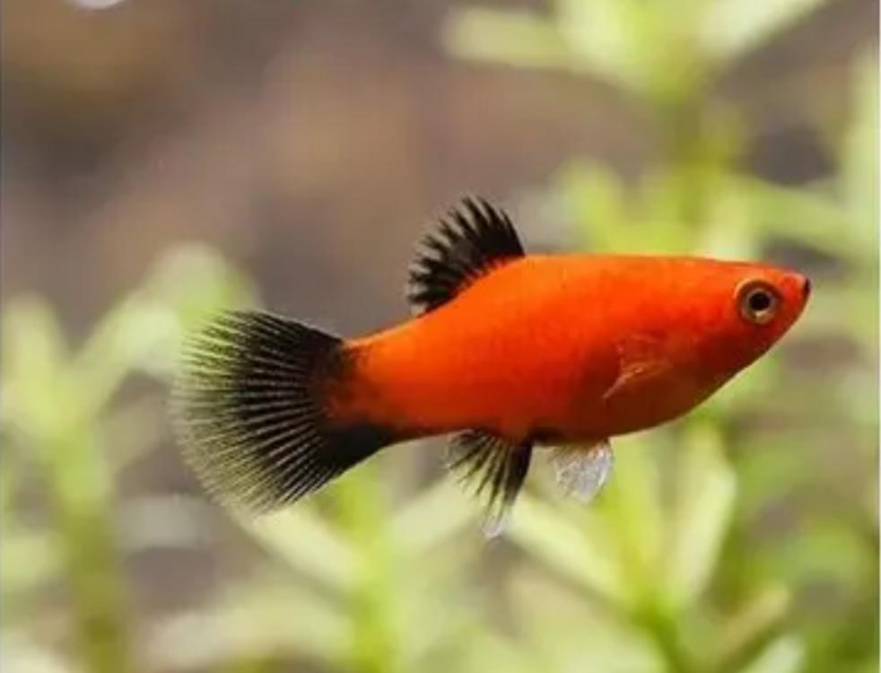 观赏鱼月光美人,热带发财鱼观赏鱼