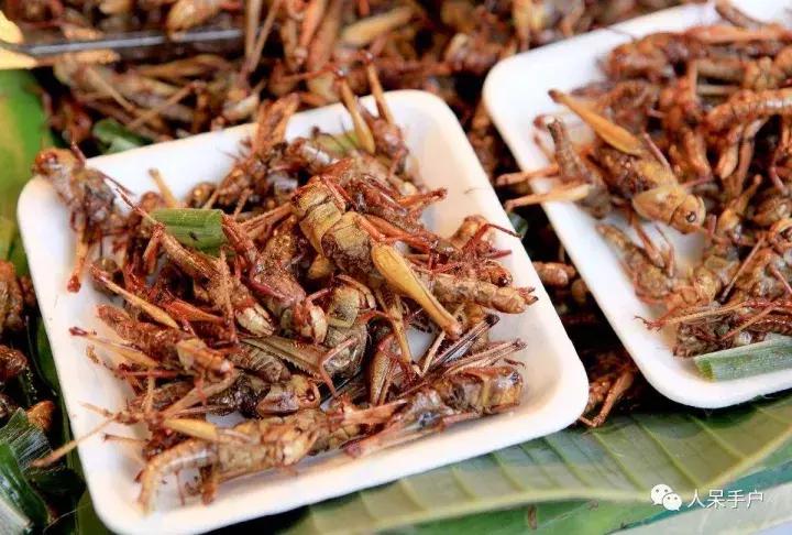 国外很火的4种美食昆虫你敢吃吗,盘点昆虫界的十大美食