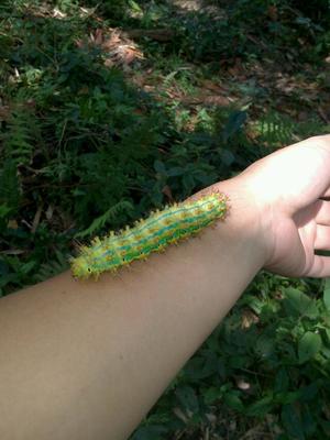 巨型毒虫有多可怕,南方咬人的毒虫有哪些