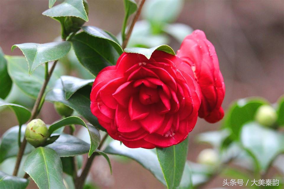 全国各地市花大全,各地市花是什么花