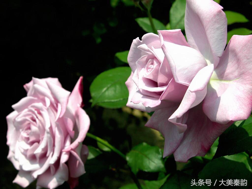 全国各地市花大全,各地市花是什么花