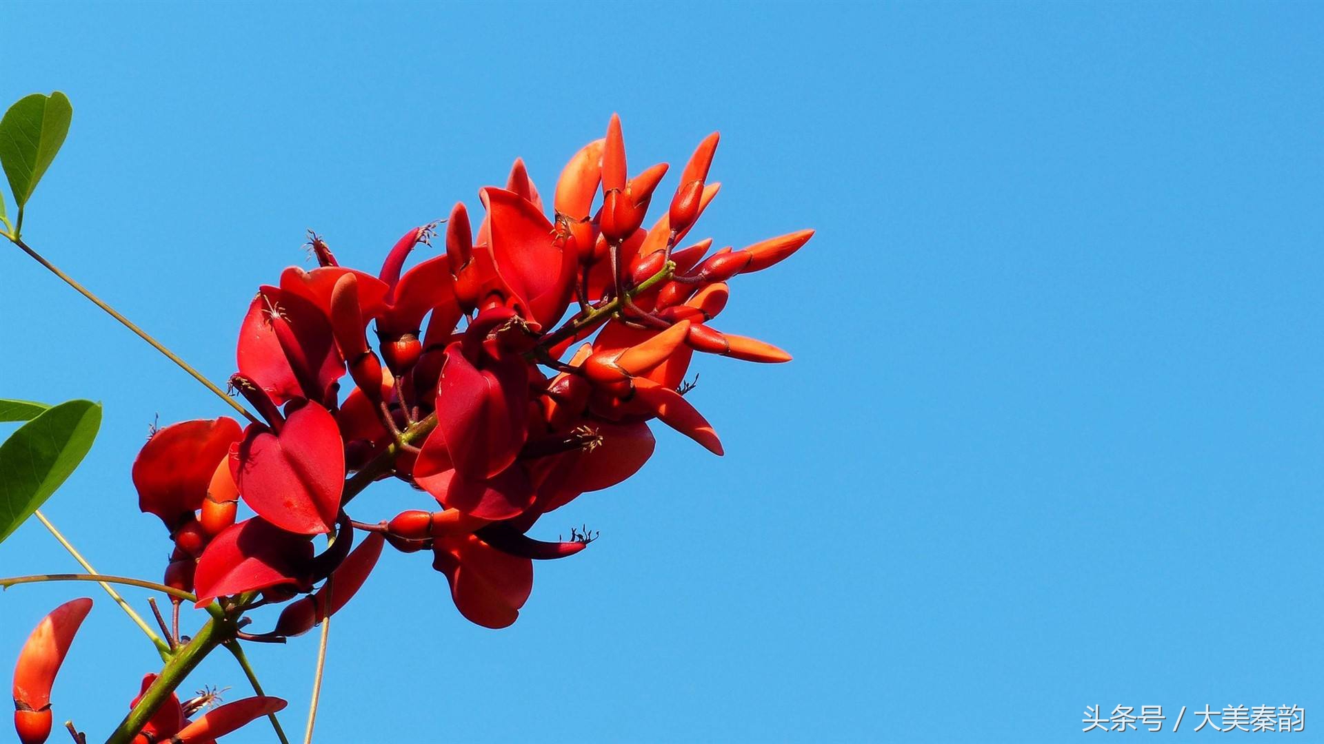 全国各地市花大全,各地市花是什么花