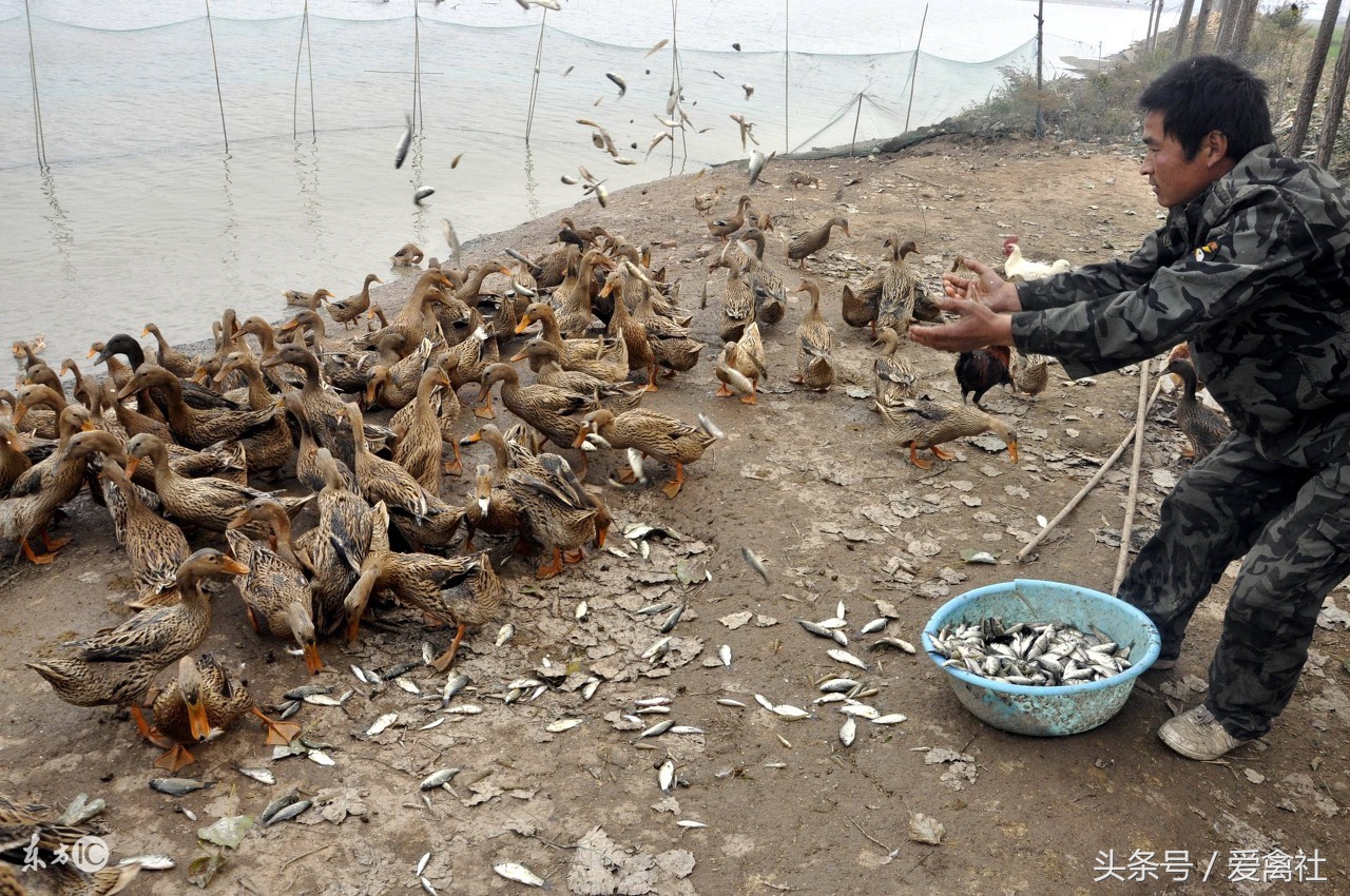 养鸭1000只蛋鸭利润和成本,新手养鸭应该养肉鸭还是蛋鸭好