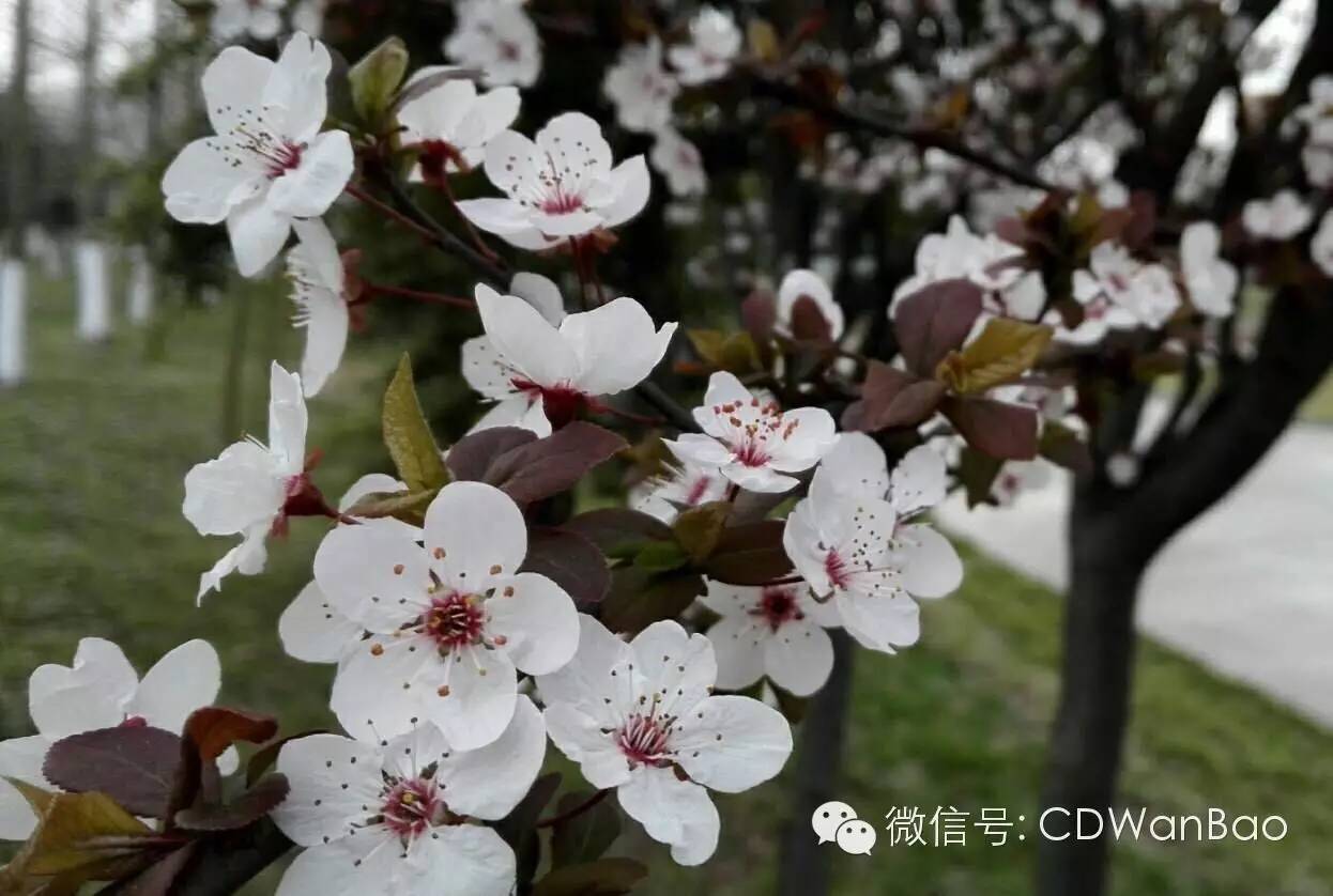 福利春季晒花大赛开始投票啦，价值万元好礼等你来拿！（后附石象湖门票中奖名单）