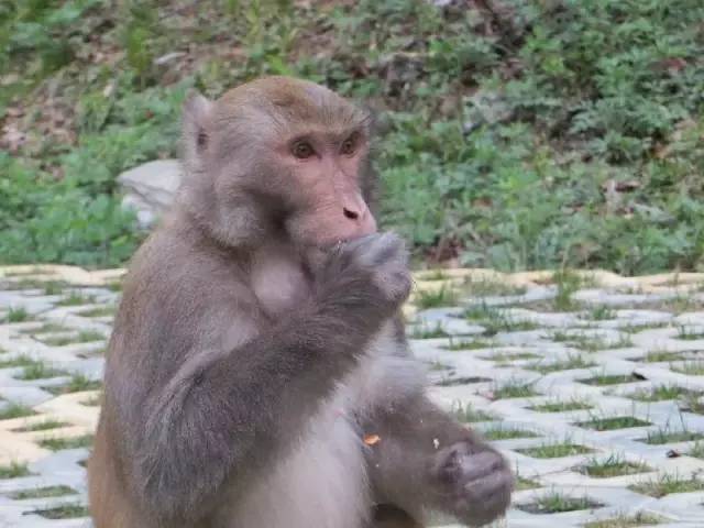 成都附近动物城,成都周边动物乐园