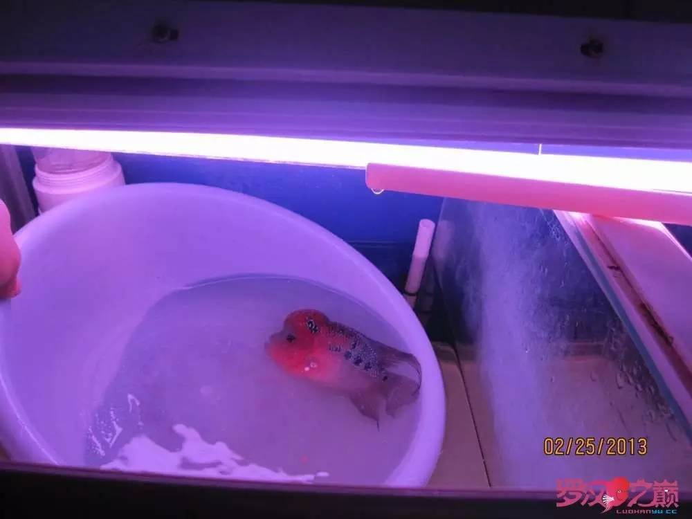 梭菌性肠炎的症状用什么药治疗,肠炎食疗最简单方法