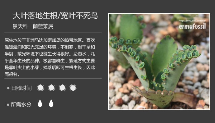 史上最全的多肉植物名字对照图，终于找齐了！