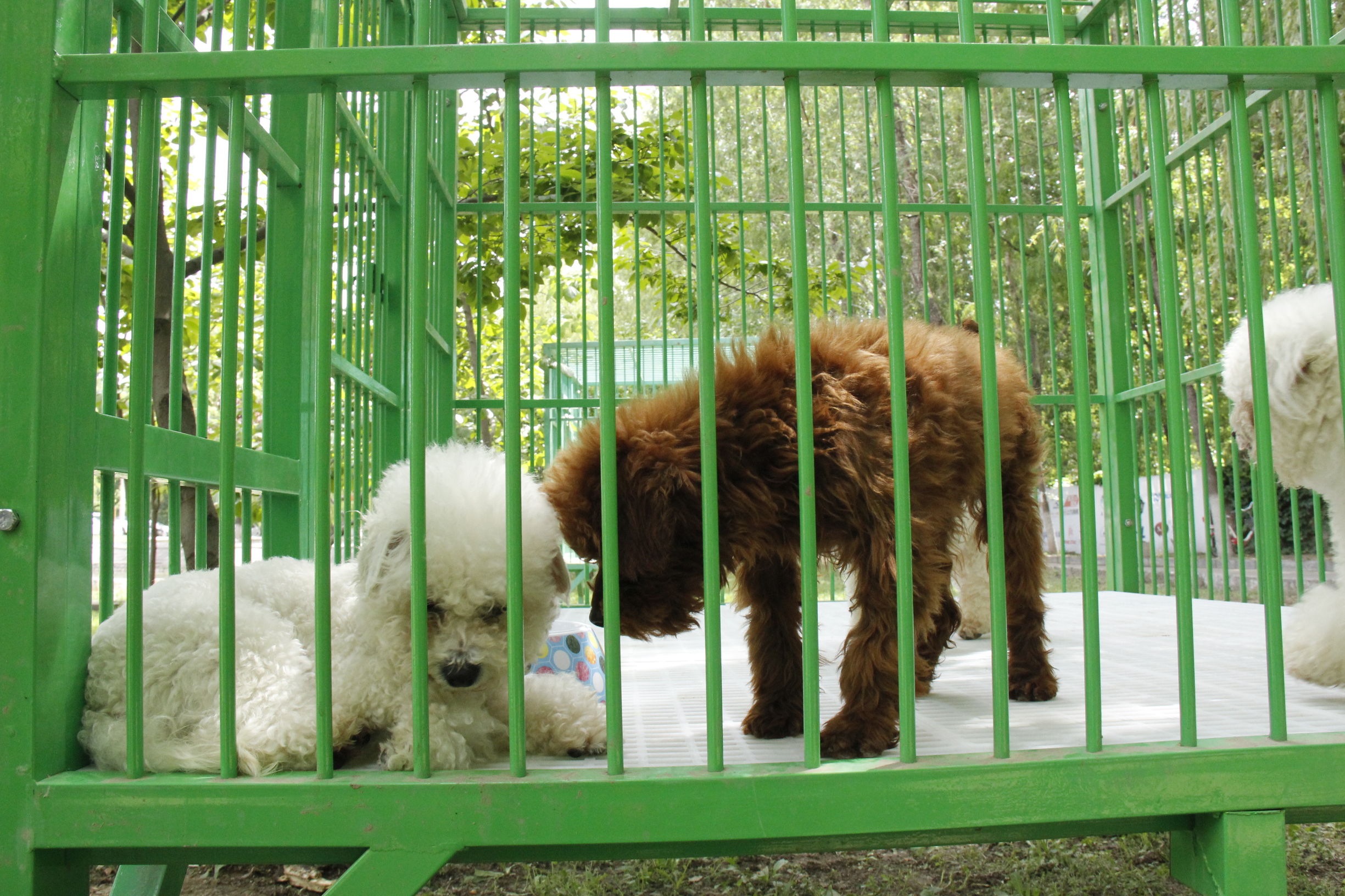 simon说狗：京北唯一纯种犬狗狗集市开业见闻