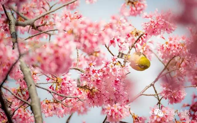 看樱花不用远赴日本,看樱花不用去武汉关庙也可以看