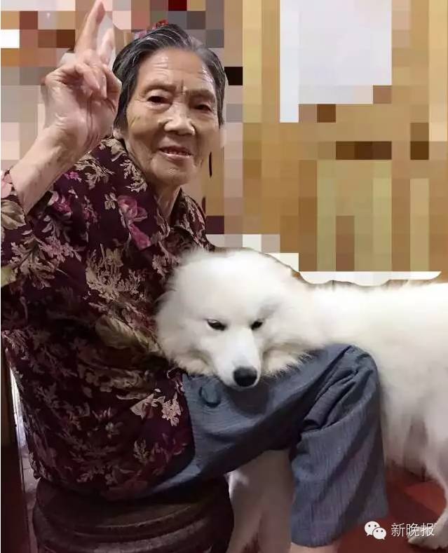 华山路帝景小区走丢一只小狗，主人悬赏10万全城寻狗｜陪伴9年是妈妈感情寄托