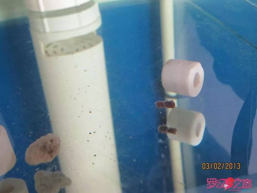 慢性肠炎怎么治疗好能彻底去根,猫胃肠炎的症状判断及治疗方法