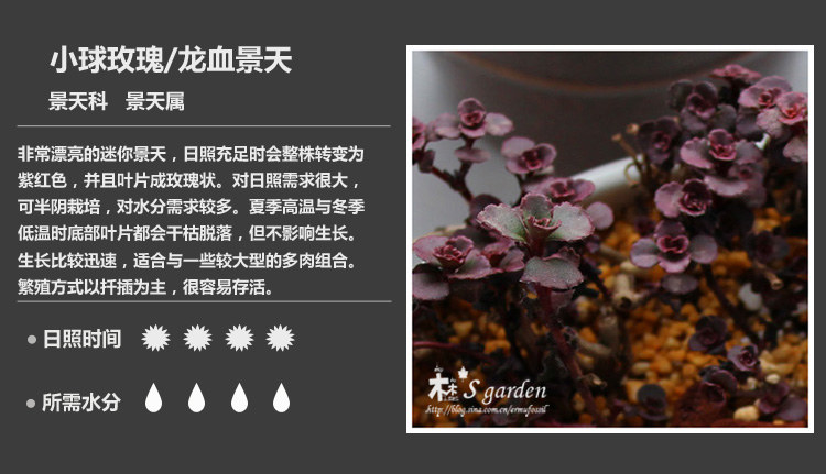 史上最全的多肉植物名字对照图，终于找齐了！