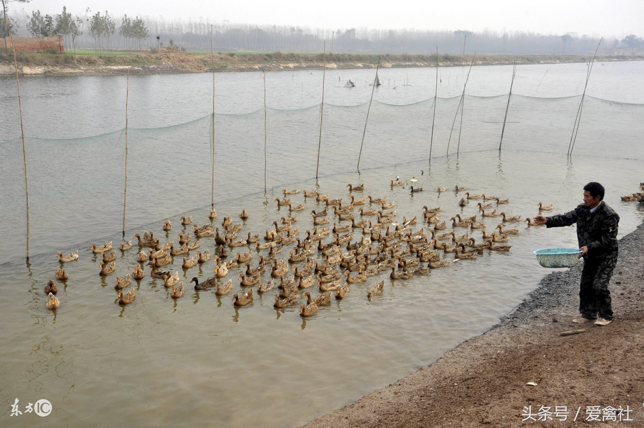 养鸭1000只蛋鸭利润和成本,新手养鸭应该养肉鸭还是蛋鸭好