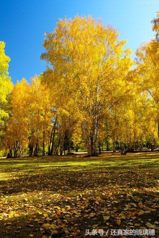 秋风落叶七绝诗词,秋风扫落叶诗句图片