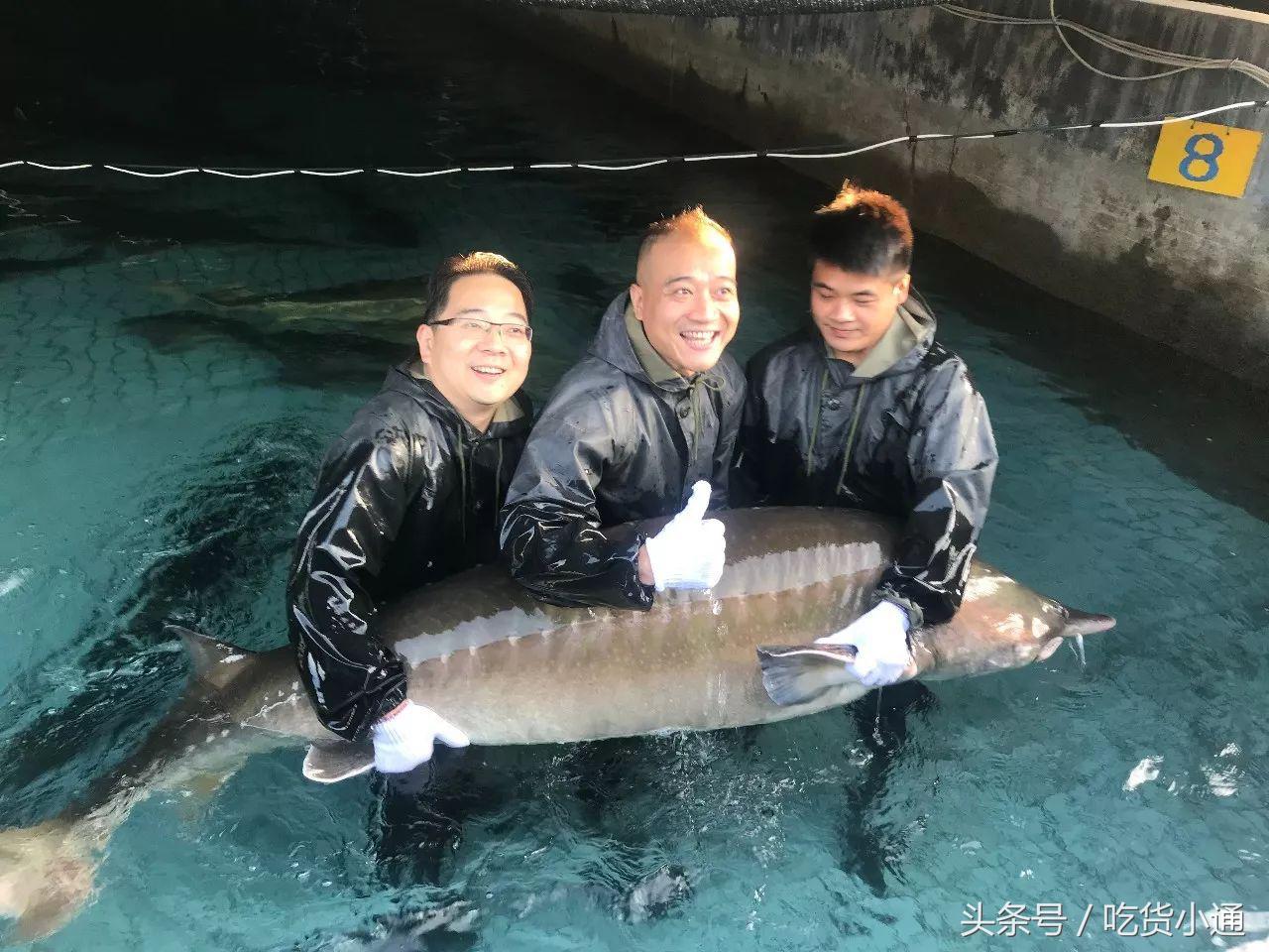 驱车4小时，终于品尝到传说中的“鱼子酱”！带你深挖背后的故事