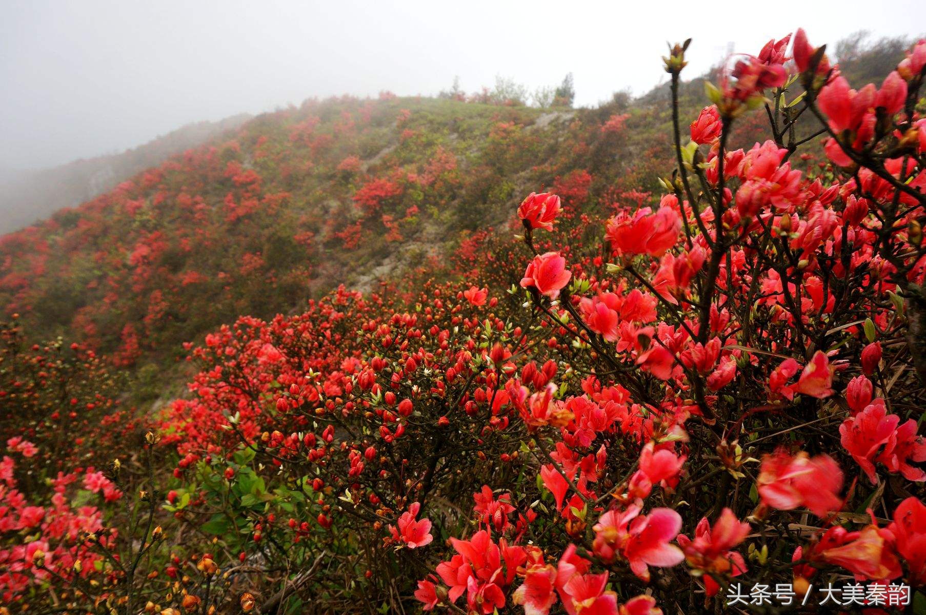 全国各地市花大全,各地市花是什么花