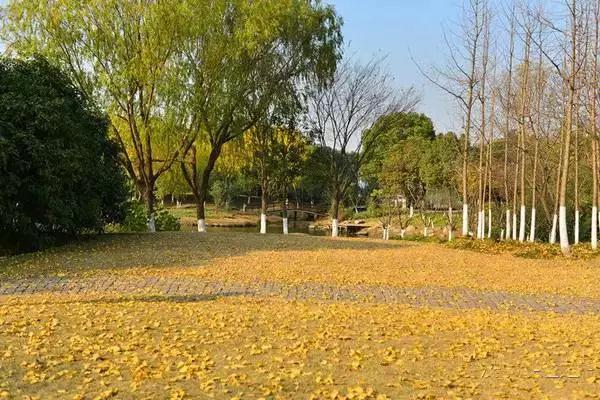 上海1200岁树王,上海树王老照片