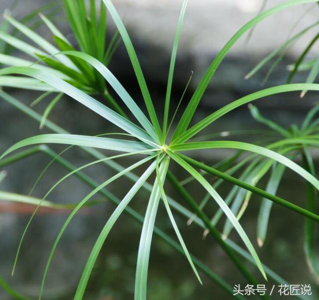 如何长好发财竹,贵竹养得翠绿欲滴亦象征着财运旺