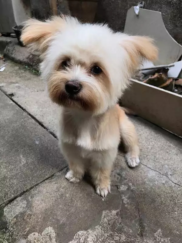 第一次养狗狗什么狗狗好养,适合情侣养的狗中型犬