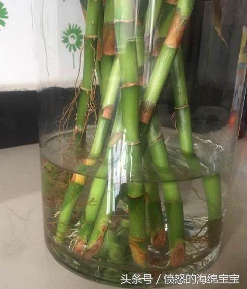 富贵竹生根怎样打理,富贵竹可以只留有根须的地方么