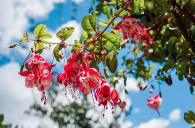 11月大连银去哪儿?彩云之南,人生在云南,欢乐一世间