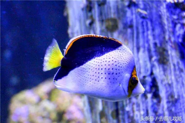 鐜╄浆鍦ｆ窐娌欐柊鍔犲潯鏃呮父鏀荤暐,鏂板姞鍧″湥娣樻矙鍚嶈儨涓栫晫鏀荤暐