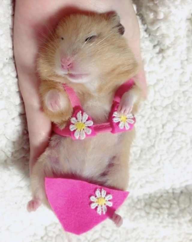 浠撻紶鍙埍钀屽寲,鍙埍鐨勫皬浠撻紶cosplay