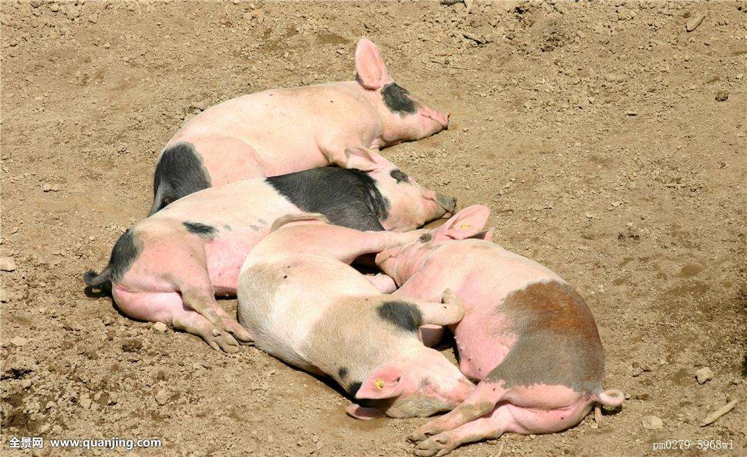 猪肛脱出怎么处理,猪肛门脱出怎么治疗