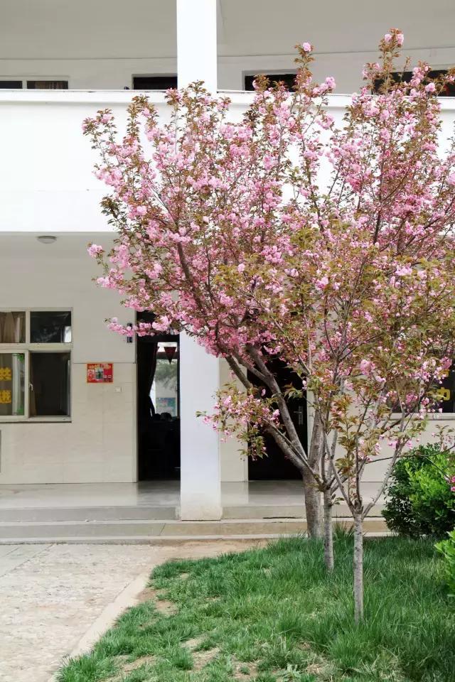 相约一起赏樱花,相约樱花园美景图片